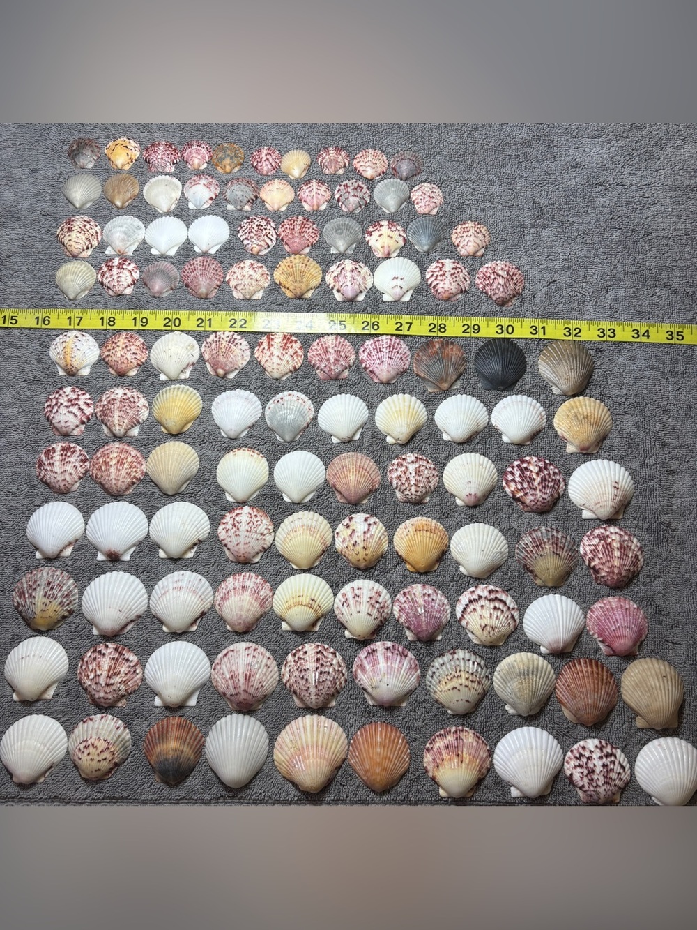110 - Sanibel Island Scallop Seashell Collection.  Great for crafters.